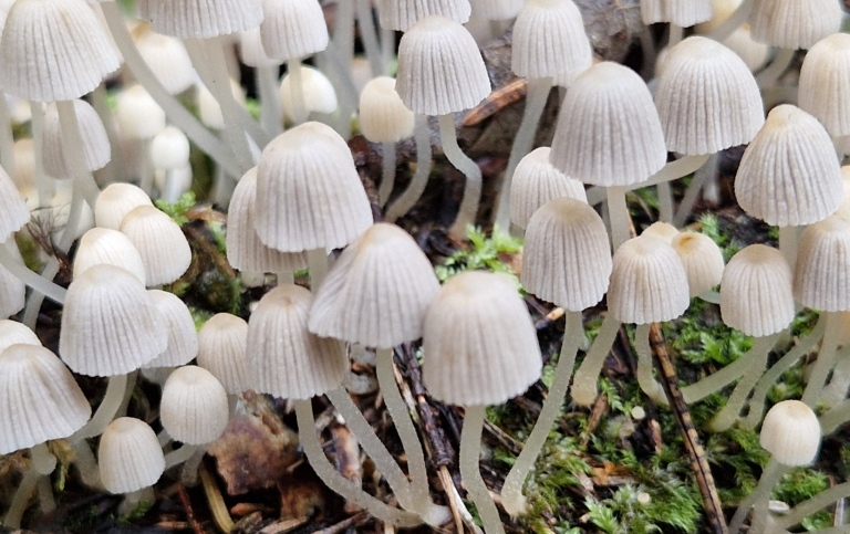 Fungi