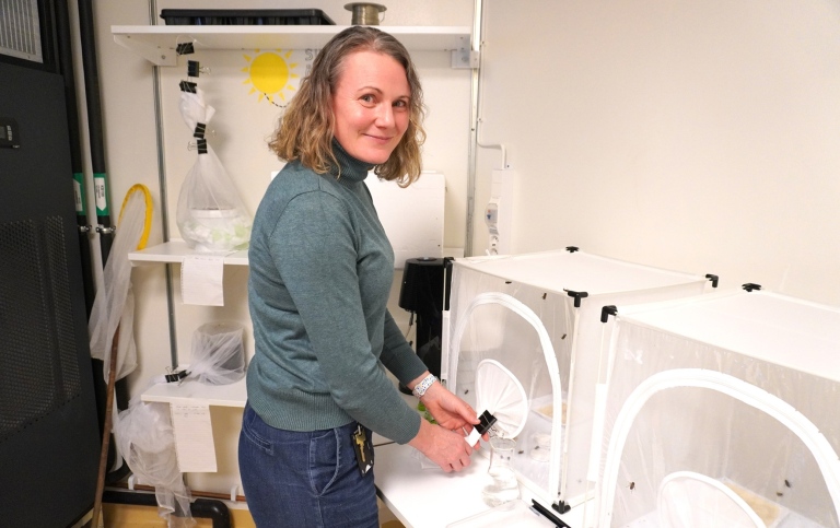 Emily Baird i labbet med humlorna